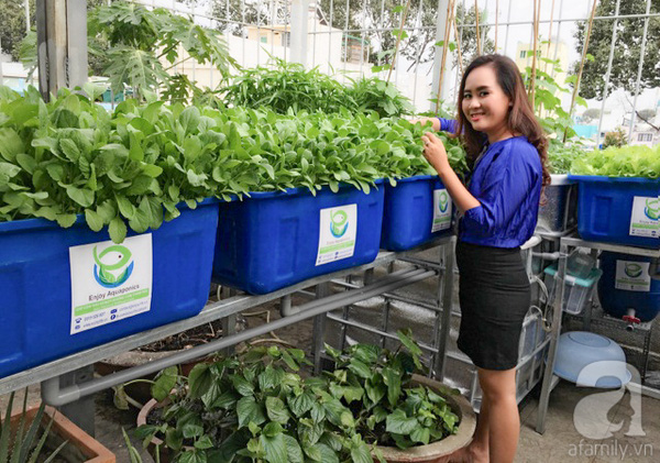 8x roi ghe giam doc di trong rau hinh anh 1 Giám đốc đi trồng rau sạch thu 2 tỷ/tháng