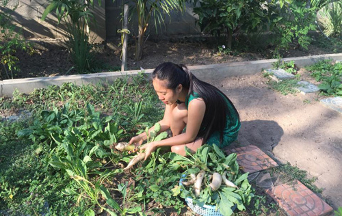 1457949370 4 Cùng nhìn qua vườn rau trái cả nhà ăn không hết của diễn viên Lê Phương