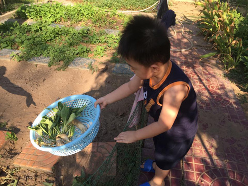 1457949370 6 Cùng nhìn qua vườn rau trái cả nhà ăn không hết của diễn viên Lê Phương
