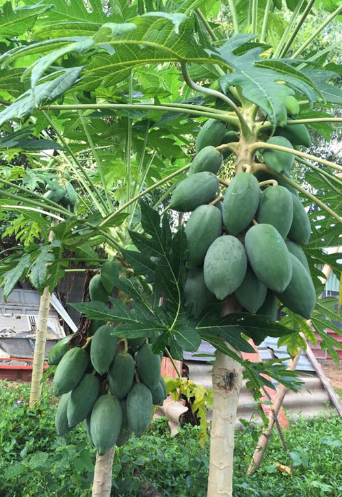 1457949371 14 Cùng nhìn qua vườn rau trái cả nhà ăn không hết của diễn viên Lê Phương