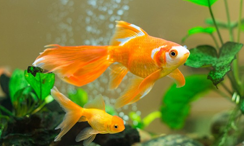Cách trang trí nhà bằng vật phẩm phong thủy giúp vợ chồng hạnh phúc a26 nypo Cách trang trí nhà bằng vật phẩm phong thủy giúp vợ chồng hạnh phúc