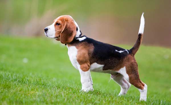 Beagle 1 Giống chó Beagle  là loài chó săn đàng được ưa chuộng hiện nay