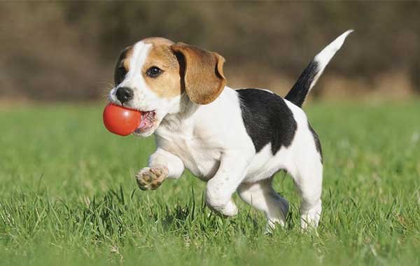 Beagle 2 Giống chó Beagle  là loài chó săn đàng được ưa chuộng hiện nay