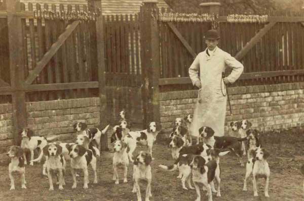 Beagle 3 Giống chó Beagle  là loài chó săn đàng được ưa chuộng hiện nay