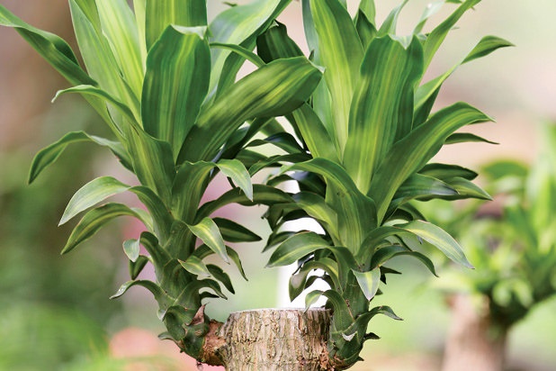 thuogn xuan 194653577 Mách cho những người mệnh Hỏa những cây vừa đẹp vừa giúp chiêu tiền tài
